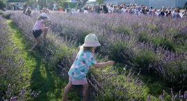 Lawendowy koncert dla wcześniaków w Ostrowitem. Pierwiastek z Trzech na scenie