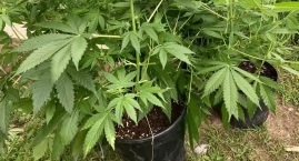 Zrobił plantację w budynku gospodarczym. Zdradziły g&hellip;