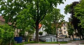 Czy dąb przy pizzerii przetrwa? Burmistrz Arseniusz &hellip;