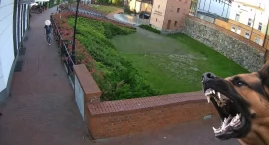 Pies pogryzł dziecko w Fosie Miejskiej. Właściciel d&hellip;