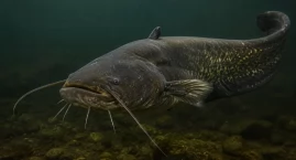 Pierwsze otwarte zawody sumowe nad jeziorem Kłodzko Małe