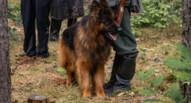 Hit z Chojniczanki został aktorem. Owczarek niemieck&hellip;