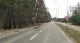 Zmotoryzowani zaskoczeni, a wilk przestraszony
