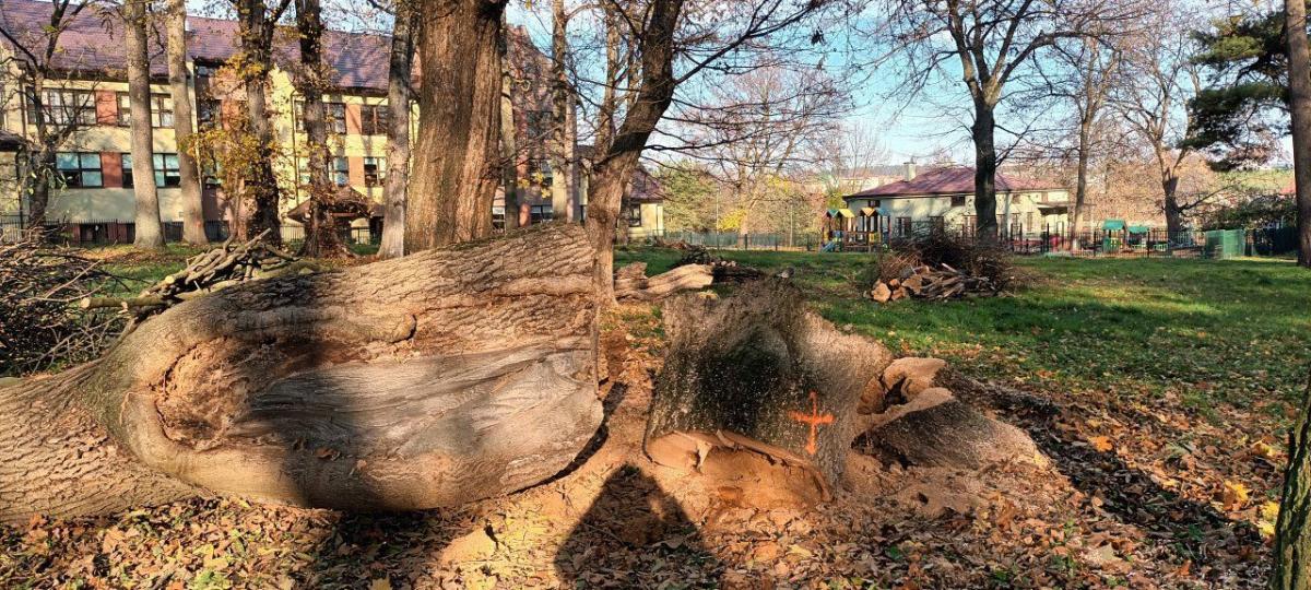 Park Dworski w Chłopicach wypielęgnowany