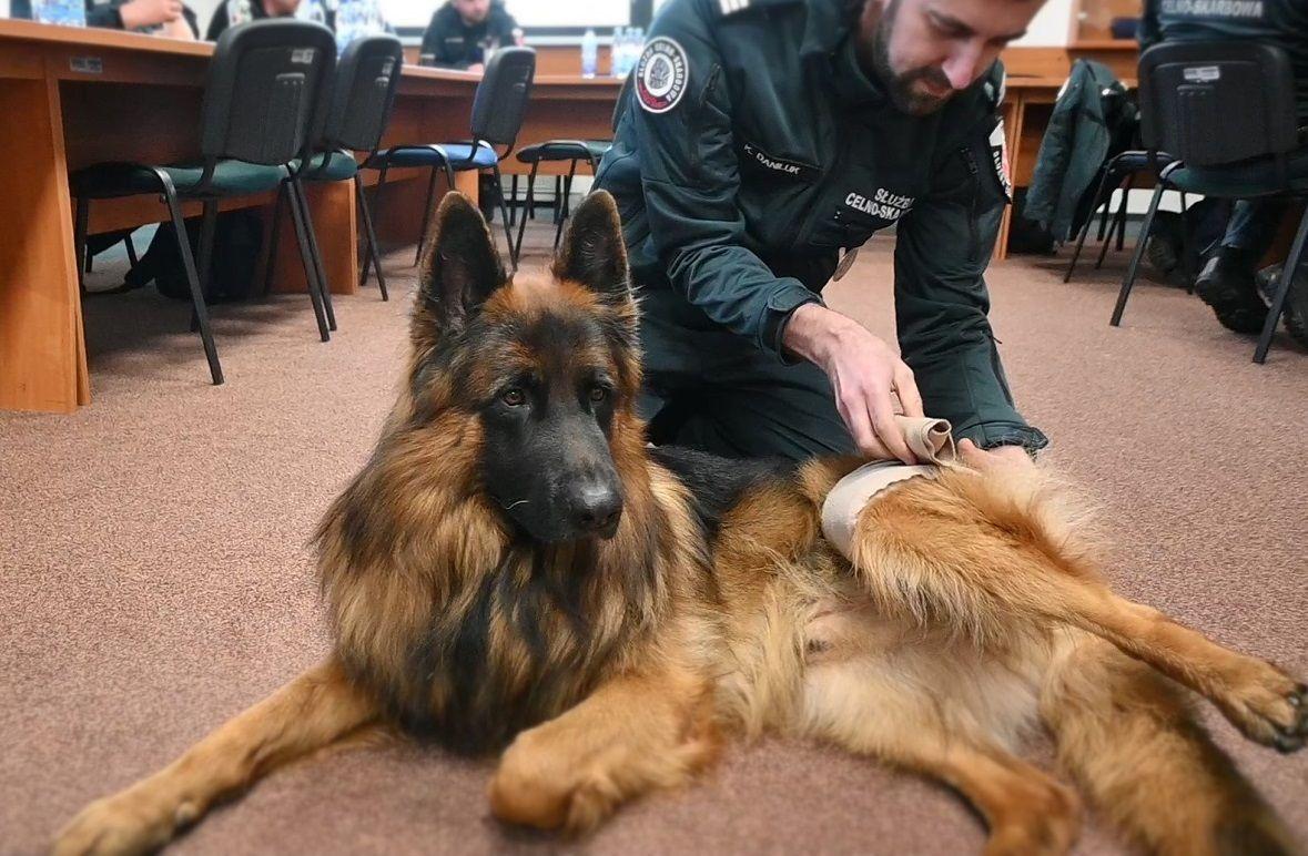 Tytoń, narkotyki, waluty, okazy chronione... Wykrywa je 25 psich funkcjonariuszy
