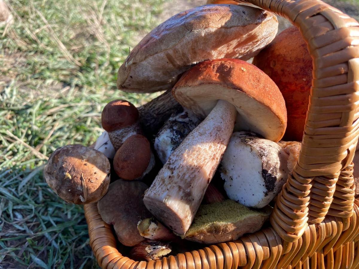 Grzybiarzu, uważaj na siebie! Jak zadbać o bezpieczeństwo?