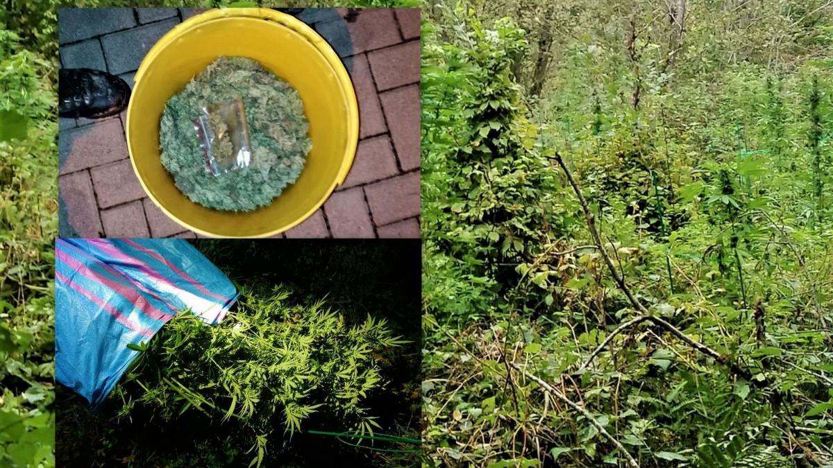 77-latek miał nielegalną plantację konopii i 800 g marihuany w domu [ZDJĘCIA]