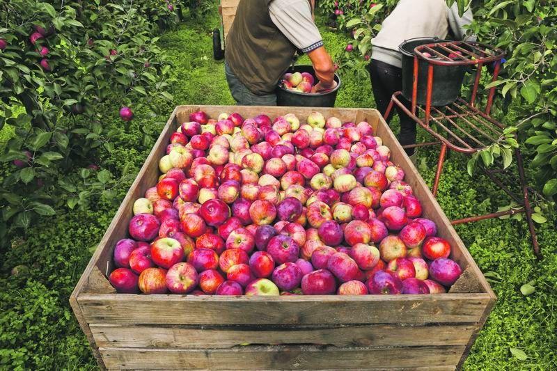 Pieniądze już trafiły do producentów jabłek i hodowców świń