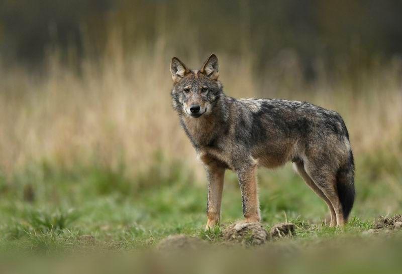 Gmina Żurawica ostrzega przed wilkami i zaleca ostrożność. – Nie ma jednak powodów do paniki – słyszymy w urzędzie