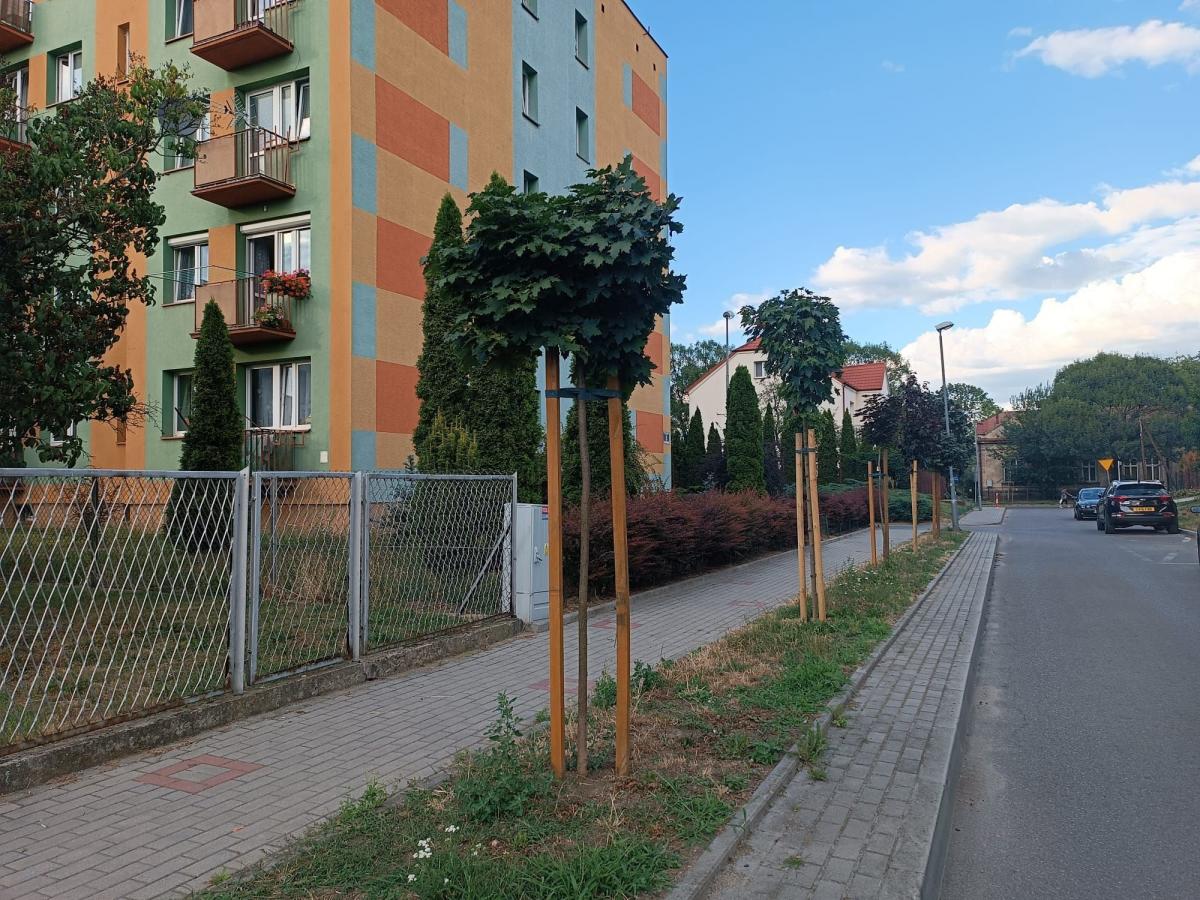 39 drzew na przekór betonozie. Klony, lipy i wiśnie ozdobiły Jarosław