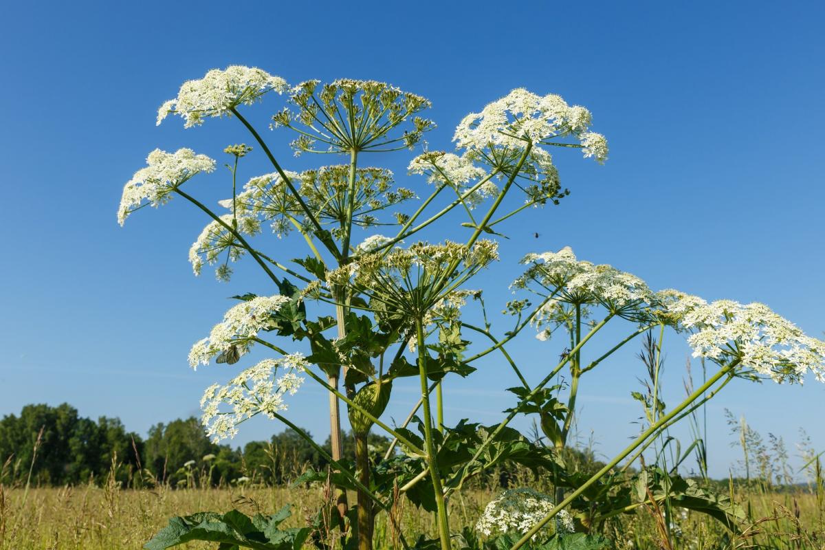 Barszcz Sosnowskiego. Roślina, która parzy