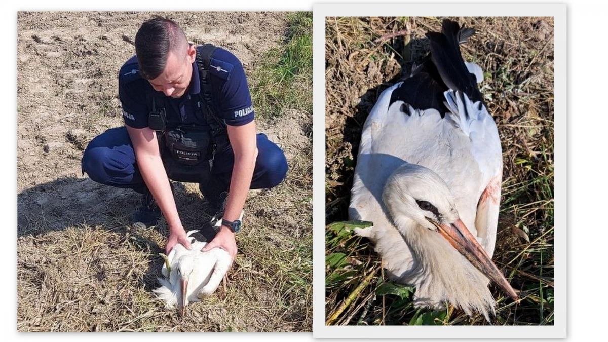 Mieszkańcy zauważyli zakrwawionego bociana. Pomogli mu policjanci