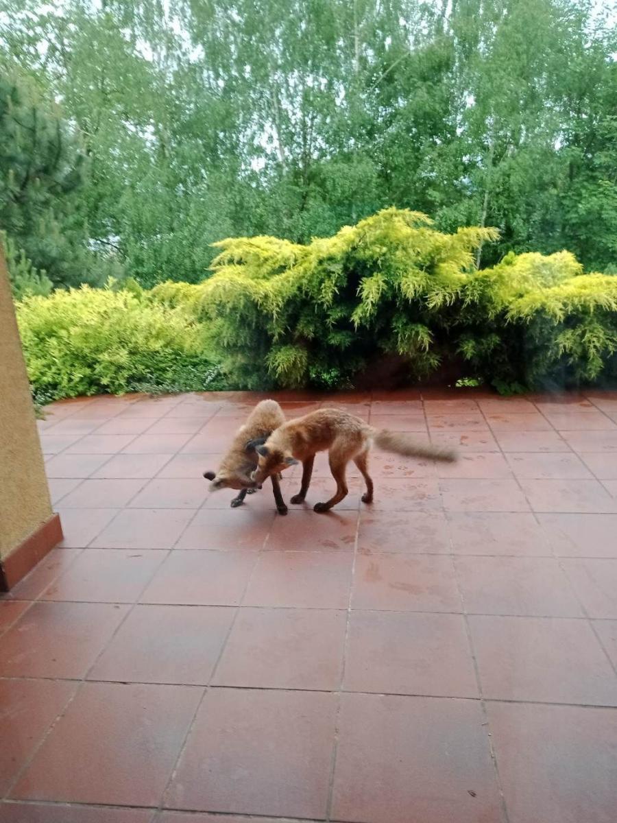 Gdy lisy zamieszkają na twoim tarasie. Kto odpowiada za dzikie zwierzęta w mieście?