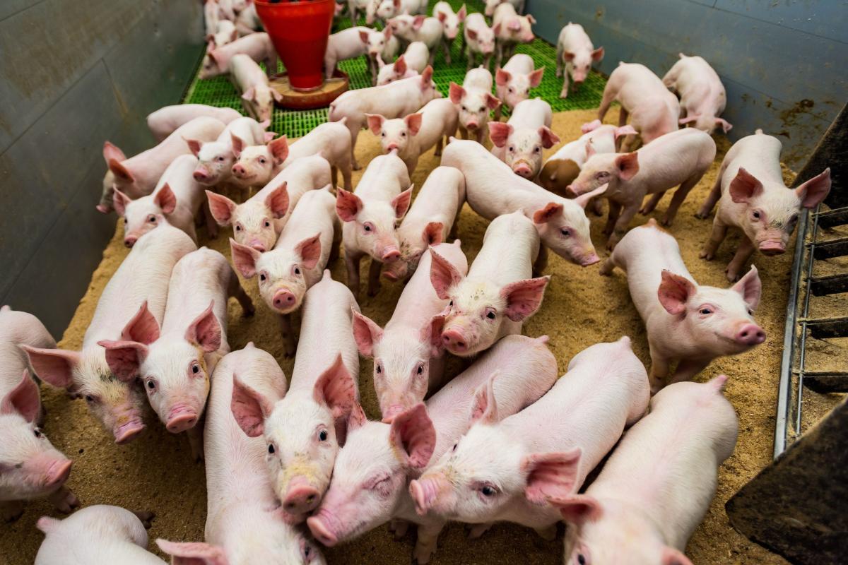 Hodowco! Jest kasa na bioasekurację