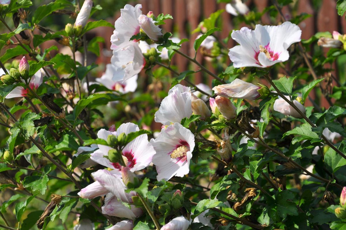 Jak uprawiać hibiskus w gruncie?