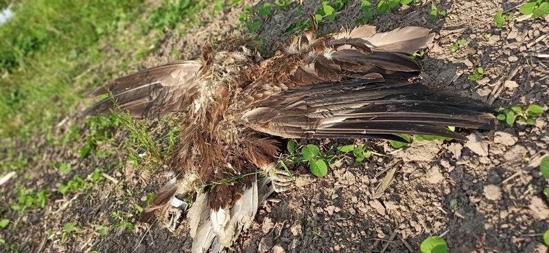 Martwy bielik znaleziony w Orłach. Miał obrączkę