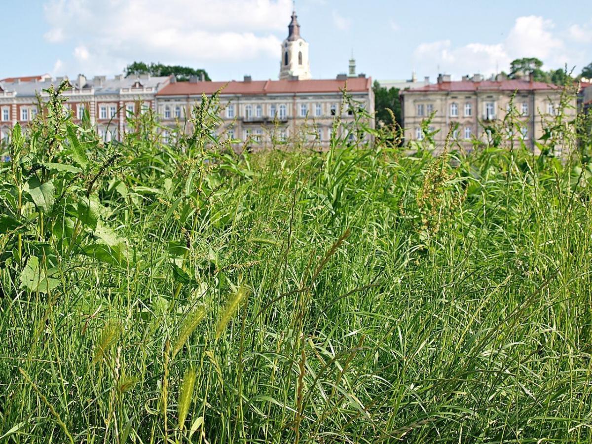 Dysputy o czystości w („turystycznym”) mieście