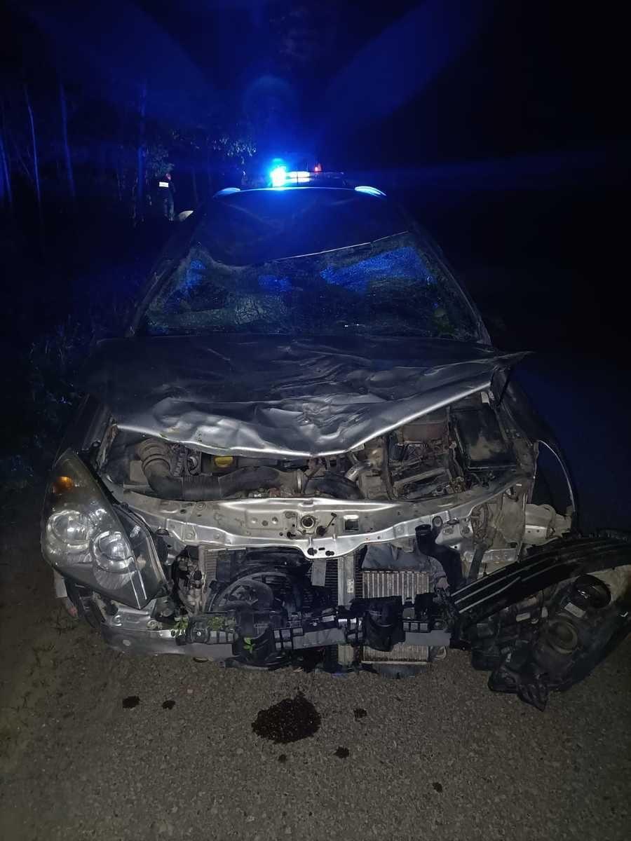 Żubr wbiegł na jezdnię prosto przed jadący samochód. Doszło do zderzenia