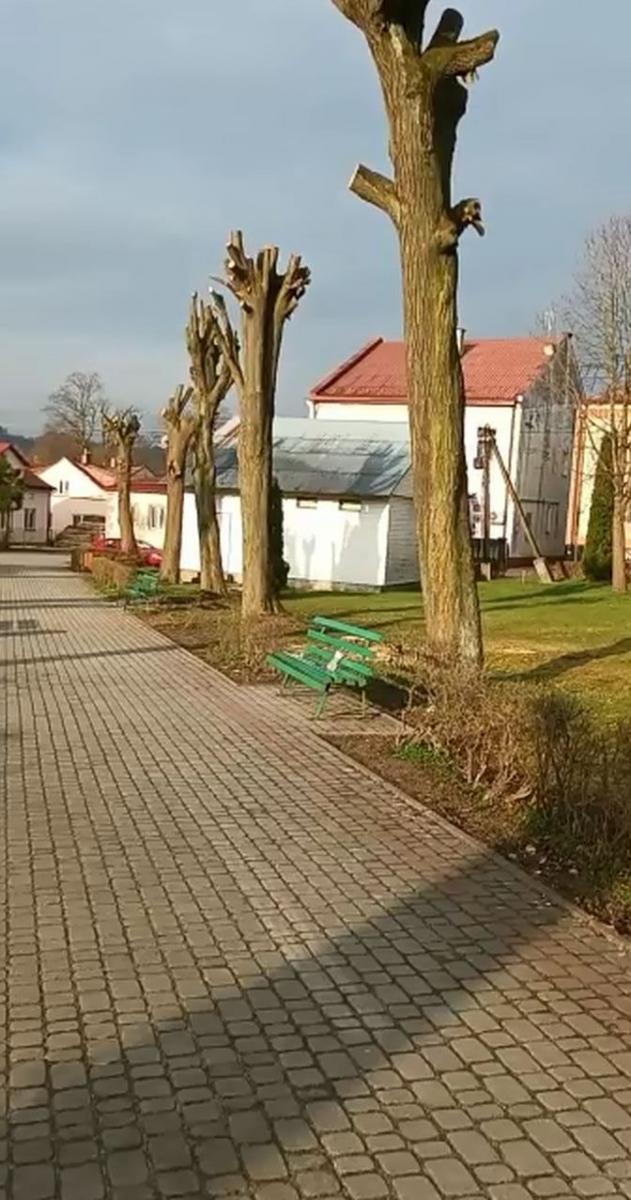 Pielęgnacja czy dewastacja? Przycinka drzew wzbudziła kontrowersje