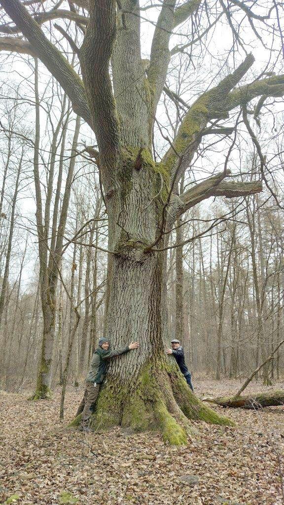 Lasy Nadleśnictwa Narol bogatsze o 6 nowych pomników przyrody [ZDJĘCIA]