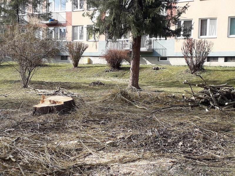 Mieszkańcy zaskoczeni wycinką drzew. – Nie będzie betonozy – zapewnia PSM i tłumaczy prace względami bezpieczeństwa [ZDJĘCIA]