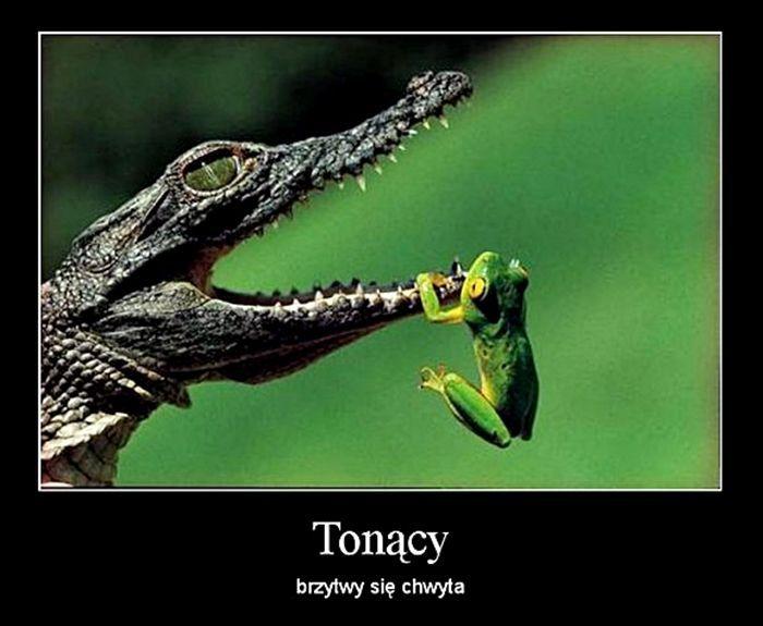 Tonący brzytwy się chwyta