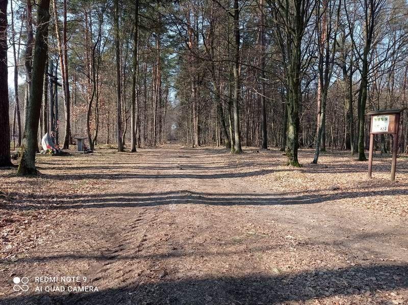 Nadleśnictwo realizuje 10-letni plan, mieszkańcy pomstują [ZDJĘCIA]