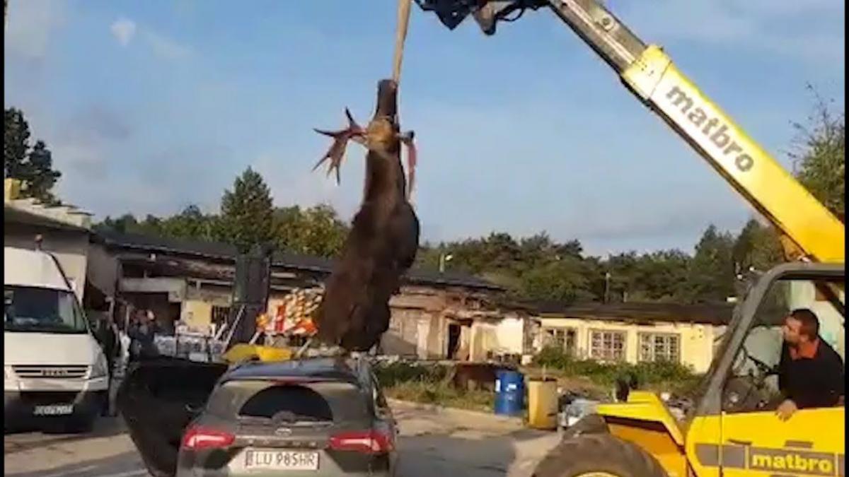 „Czołówka” łosia z osobówką często kończy się tragicznie [WIDEO]