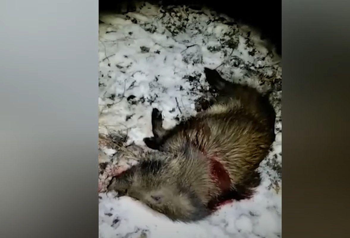 Gdzie są dziki zastrzelone przy ul. Słowackiego? [WIDEO]