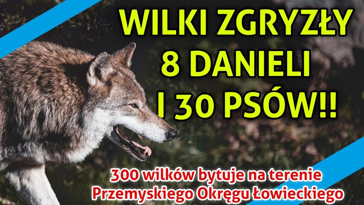 300 wilków na terenie Przemyskiego Okręgu Łowieckiego [WIDEO] 