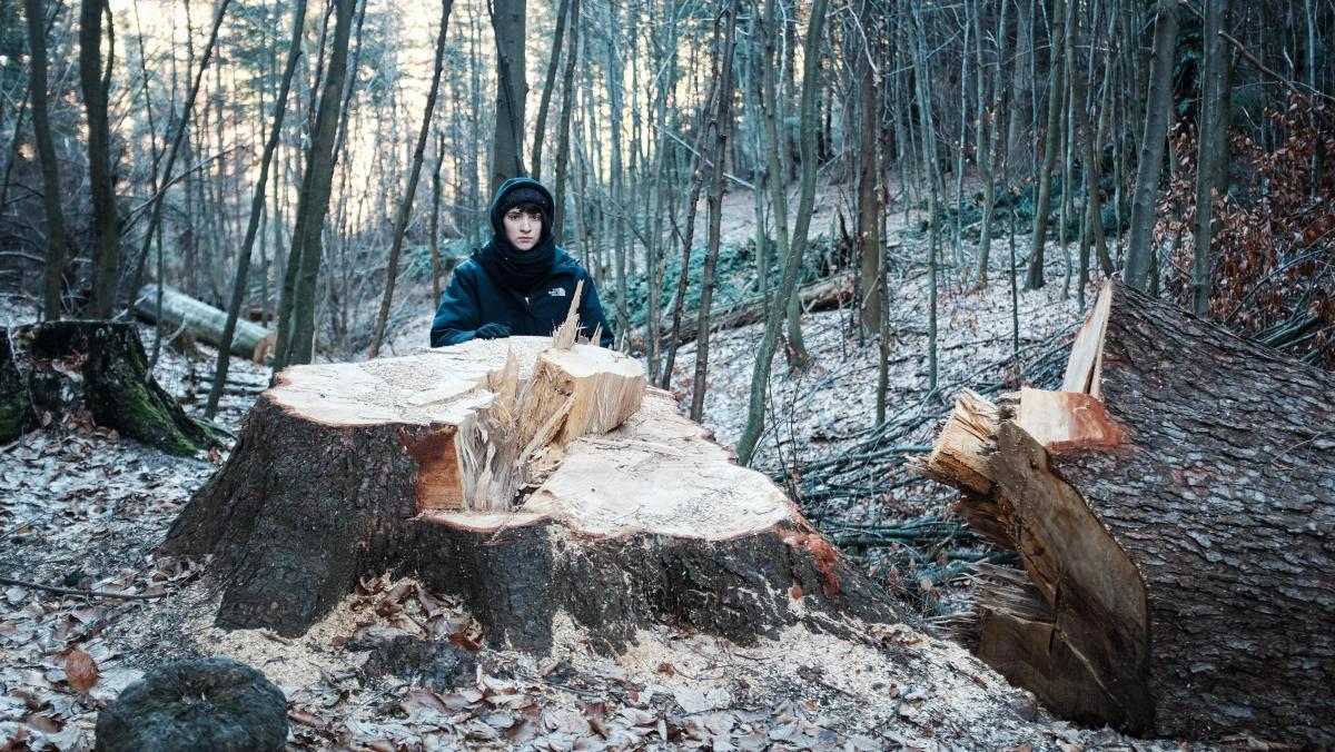  Kontrowersje po wycince 16 drzew o wymiarach pomnikowych w Nadleśnictwie Krasiczyn