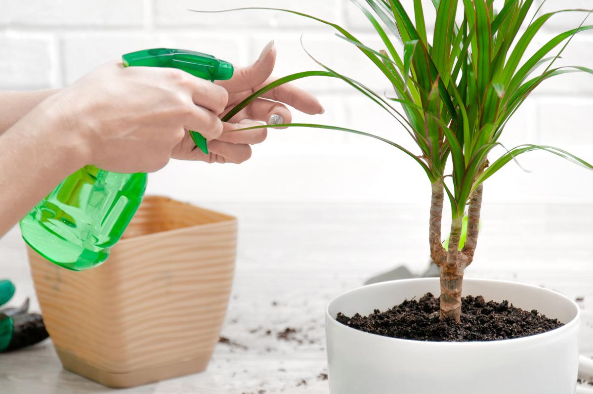 Dlaczego dracena gubi liście?