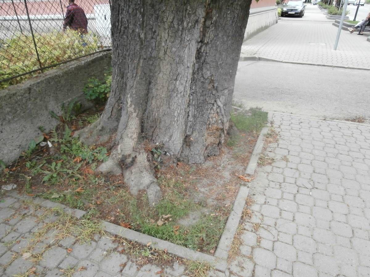 32 drzewa do wycinki w Jarosławiu