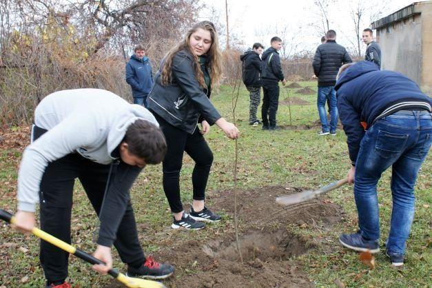 Posadzili miododajne drzewa i krzewy