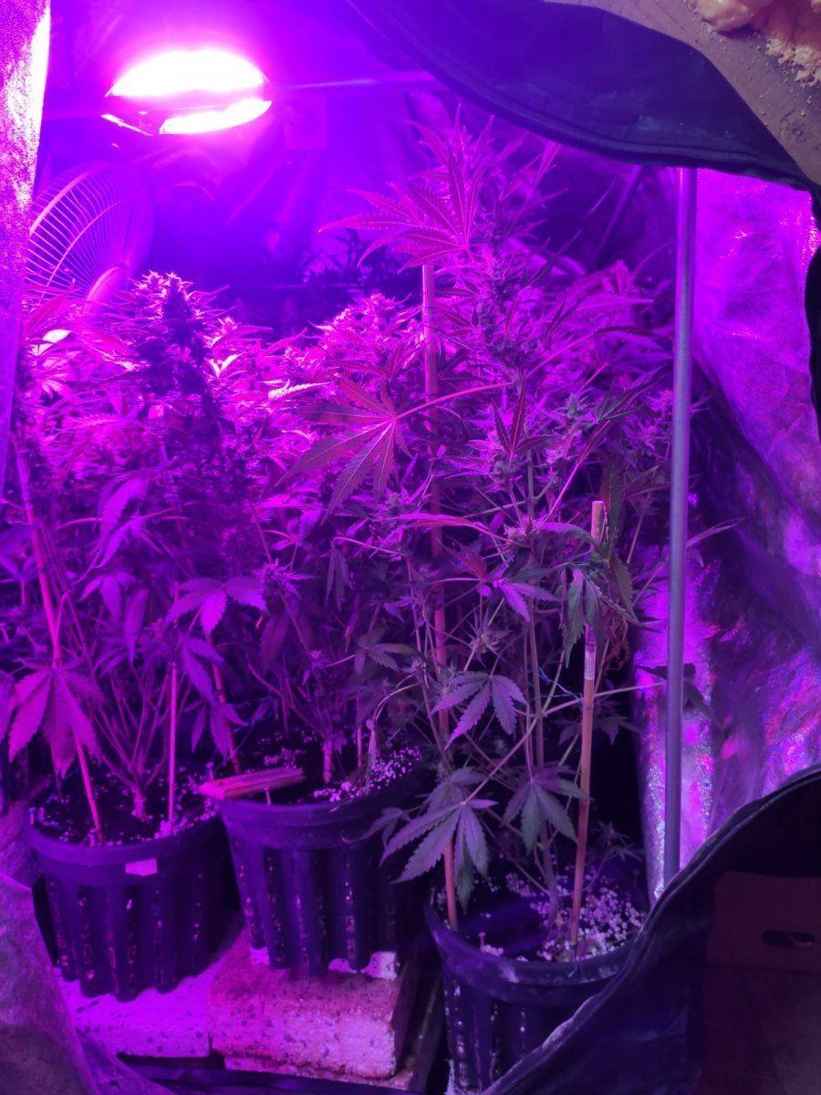 16 krzewów i 318 g suszu marihuany na posesji 33-latka