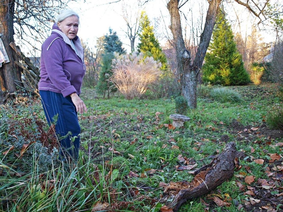 Locha z młodymi dzikami na ulicy Przybyszewskiego