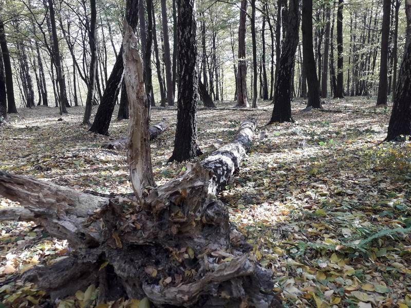 Przemyślanin: – W parku na Lipowicy walą się drzewa. Magistrat: – Problem będzie rozwiązany