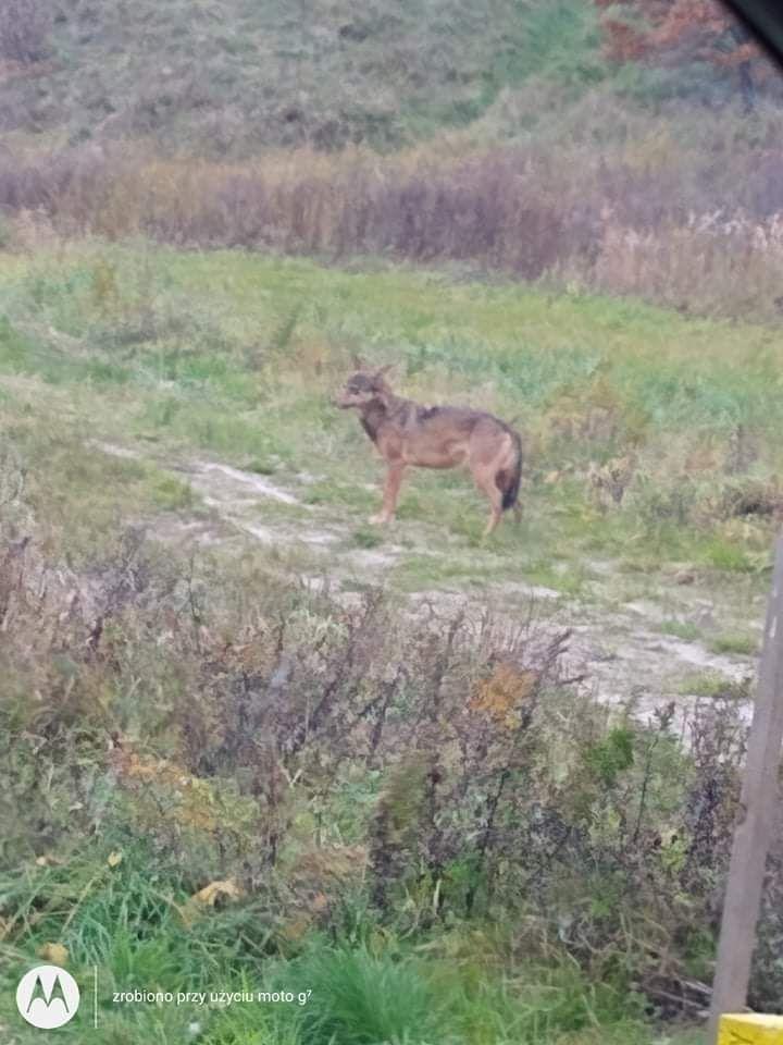 Korzeniec: Wilk nieopodal domostw