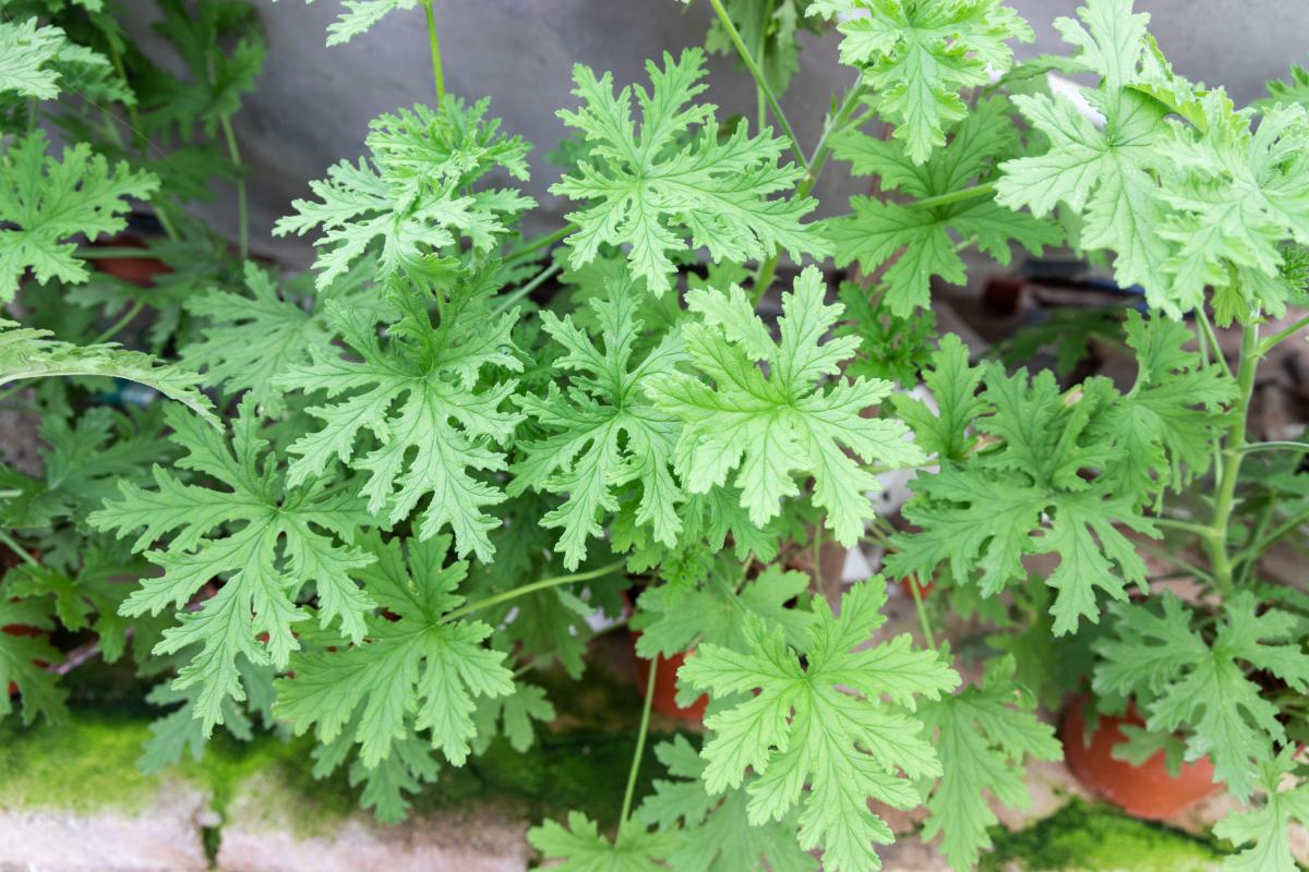 Jak uprawiać geranium?
