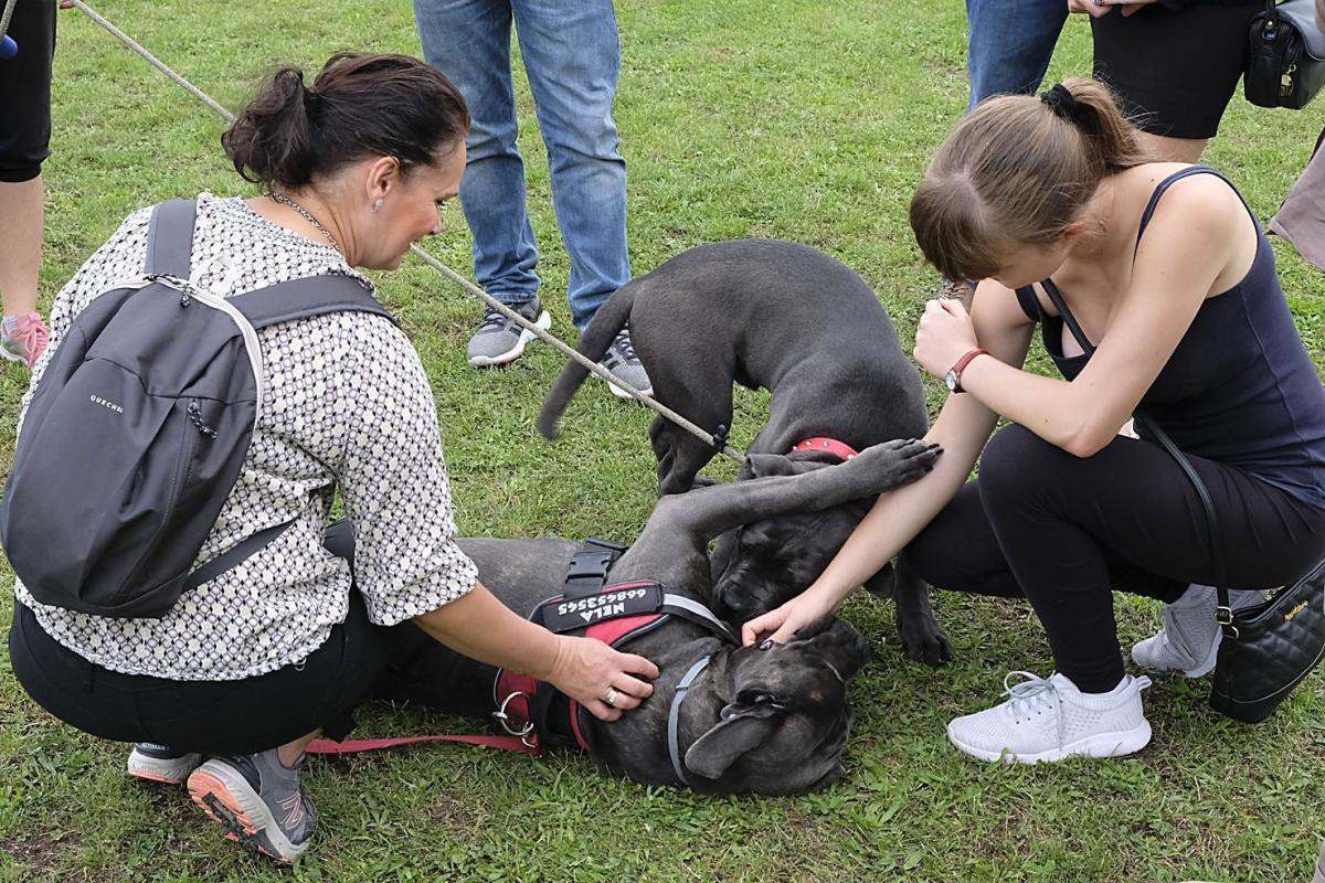 Wystawa psich piękności już w ten weekend w Przemyślu