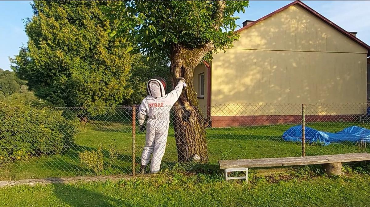 Uwaga na szerszenie! Z rojem nie walczmy domowymi sposobami