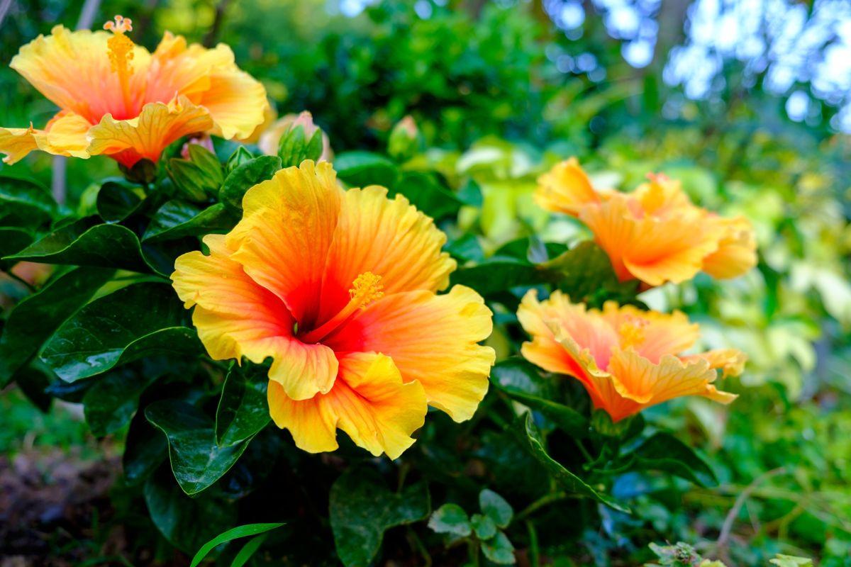 Hibiskus doda uroku każdej balkonowej stylizacji