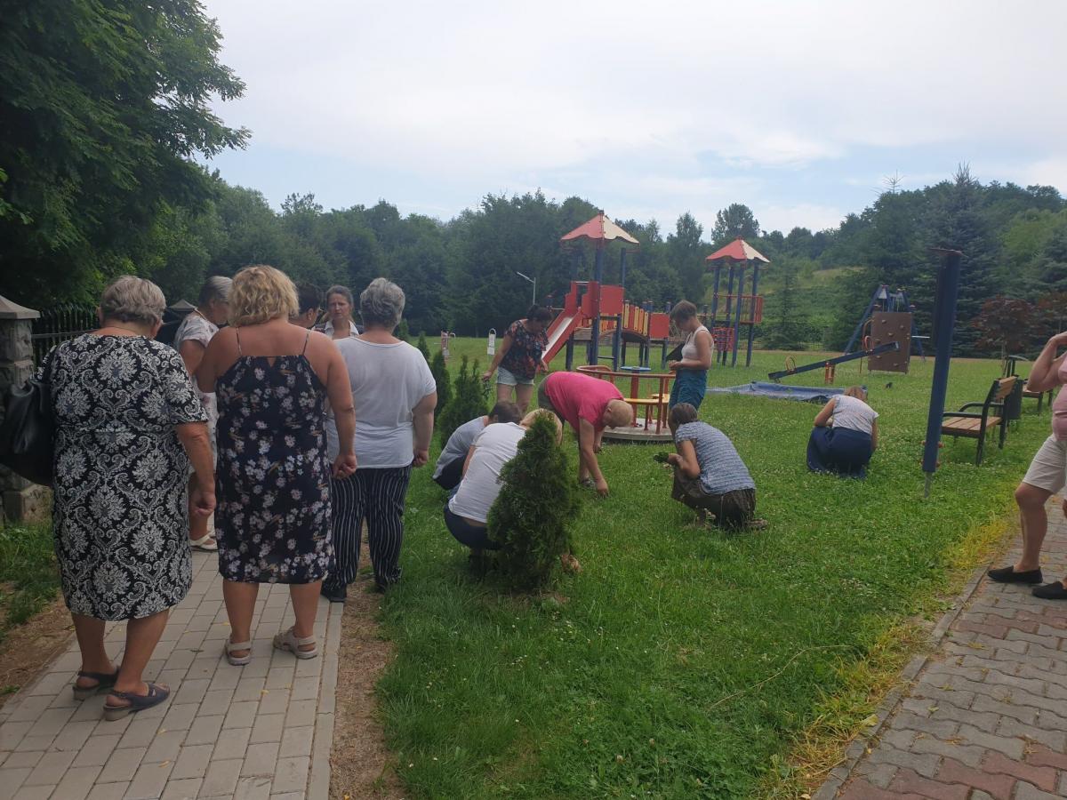 Jak rozpoznać jadalne chwasty? [ZDJĘCIA]