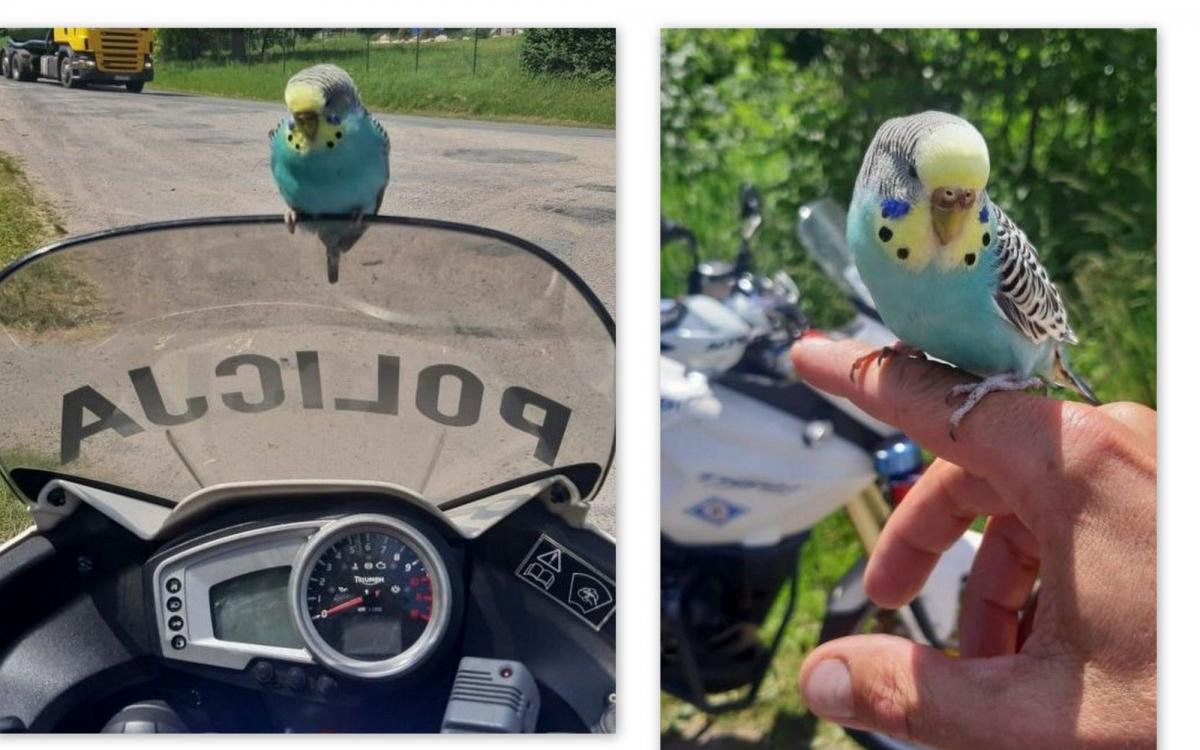 Na policyjnym motocyklu usiadła papuga i przyglądała się pracy mundurowych