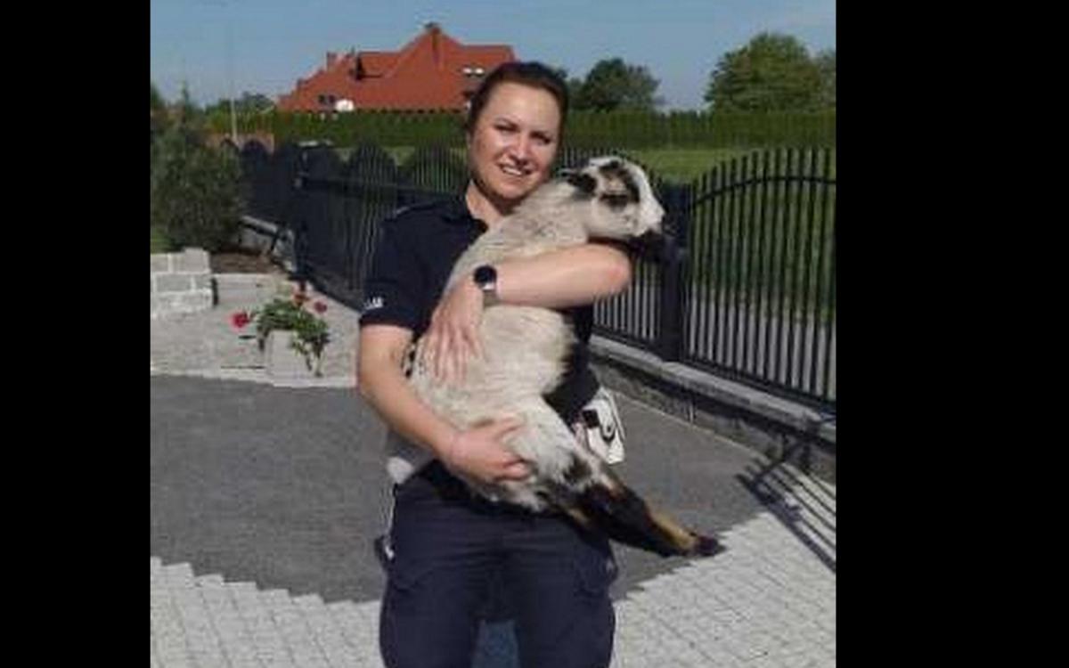 Wystraszona owieczka biegała po ulicy. Zaopiekowali się nią przeworscy policjanci