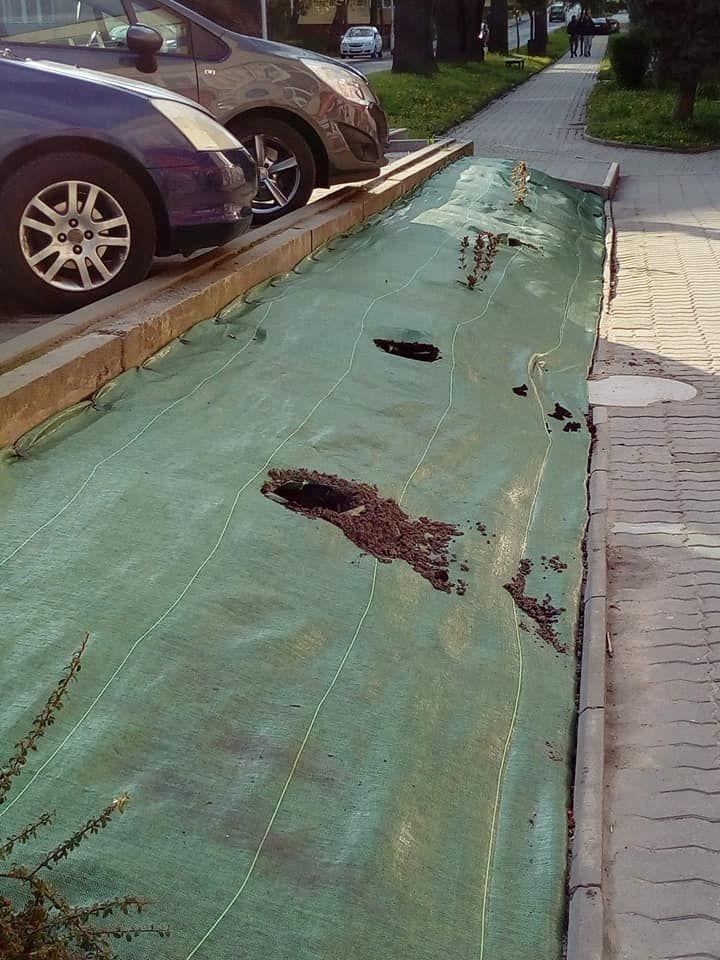 Chuligani zniszczyli świeżo nasadzone krzewy