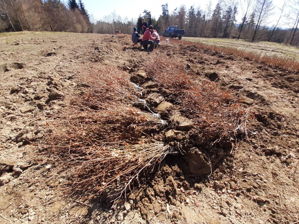 Leśnicy posadzą młody las. Wykorzystają blisko 12 mln sadzonek