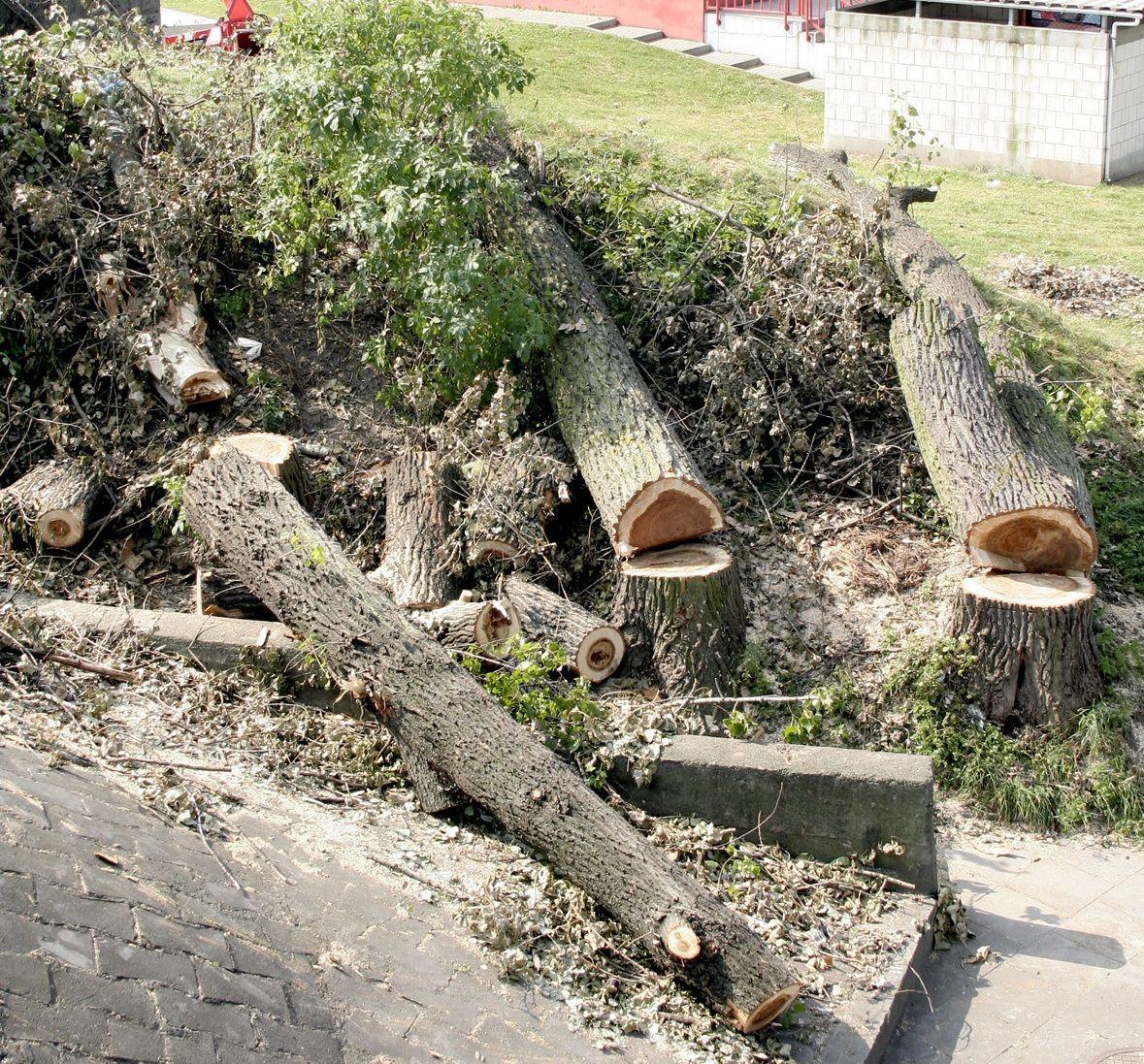 Strażacy wycięli drzewa, burmistrz będzie się tłumaczył?