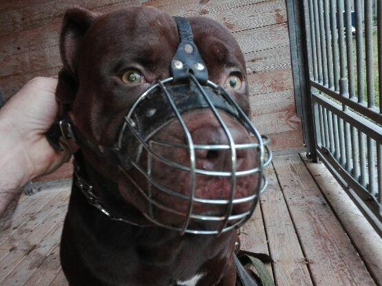 Los pitbulterierów wciąż nieznany