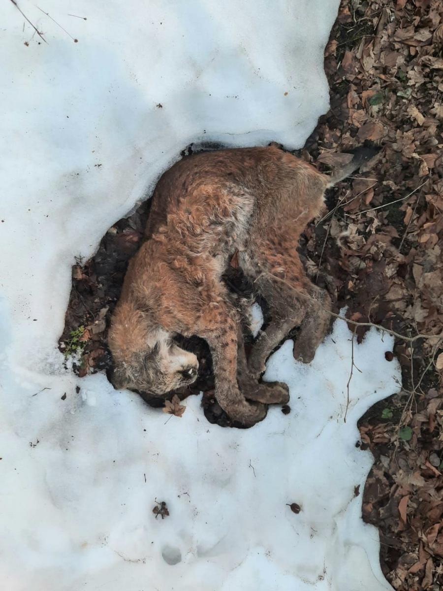 Martwy ryś u podnóży Wapielnicy